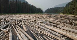 Helicopters Restore Salmon Habitat With 6,000 Logs Logs in river