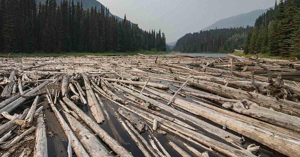 Helicopters Restore Salmon Habitat With 6,000 Logs