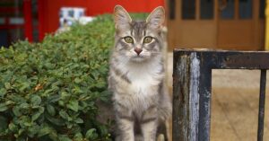 Why Some Cats Wander Off and Never Return Home Gray and white cat