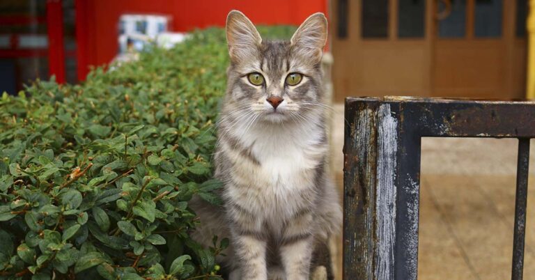 Why Some Cats Wander Off and Never Return Home - Featured image