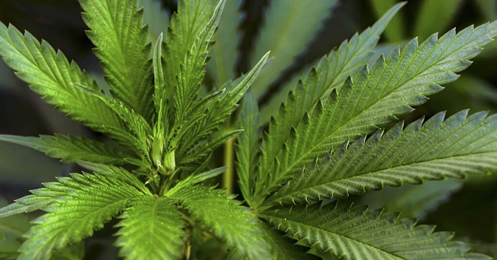 Largest Study Yet Suggests Medical Cannabis May Help Combat Cancer - Featured image