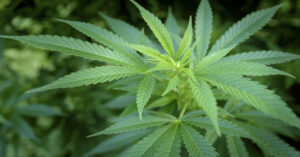 Two Cannabis Compounds Show Great Potential for Reversing Fatty Liver, Study 03092026_part05_26