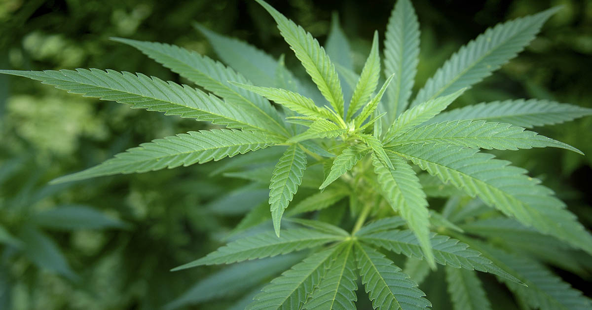 Two Cannabis Compounds Show Great Potential for Reversing Fatty Liver, Study