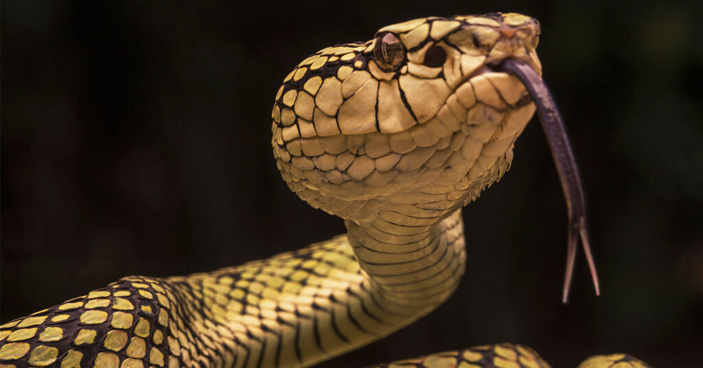 5 Ways to Keep Snakes Out: Scents, Shelter Removal, Prey Management, and More - Featured image