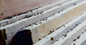 Identify Pest Droppings at Home: Bed Bugs, Spiders & More 03162026_part01_08