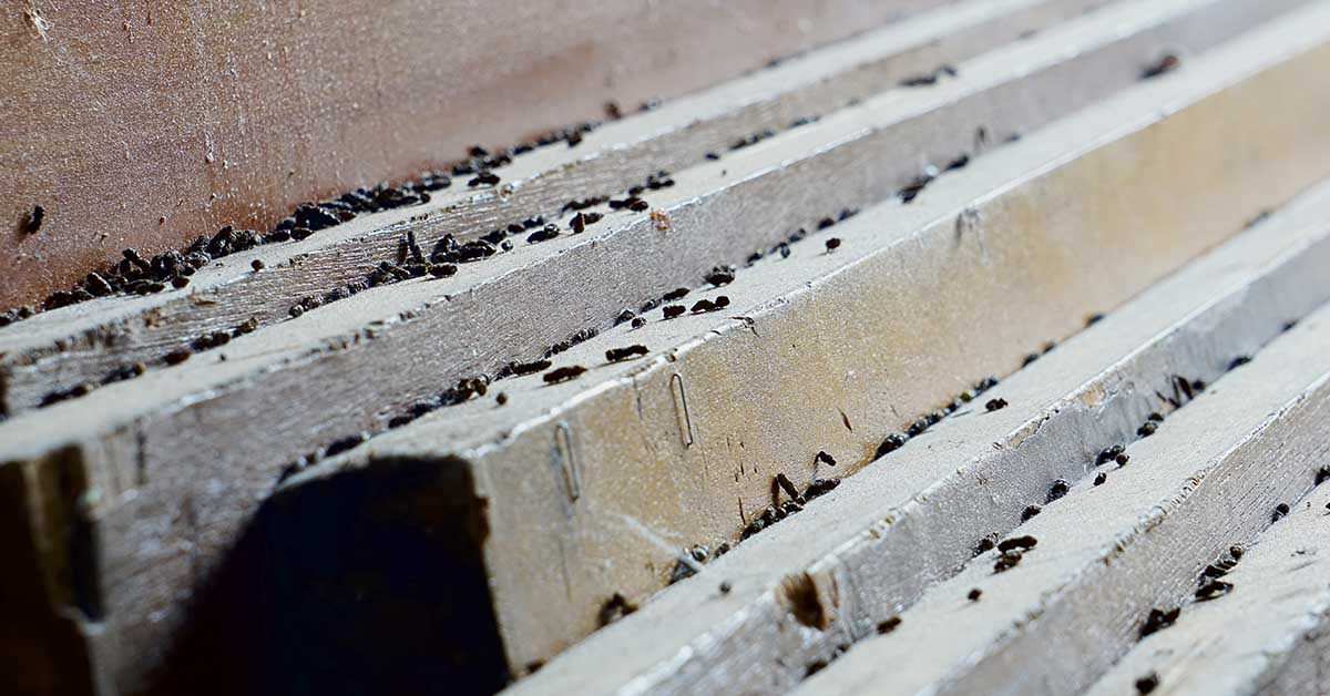 Identify Pest Droppings at Home: Bed Bugs, Spiders & More