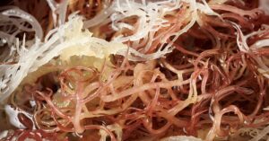 Close up to show texture of sea moss