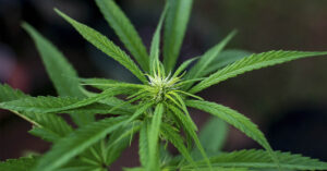 New Analyses Suggest Cannabis Offers No Proven Relief for Anxiety, Depression close up of Cannabis plant leaf