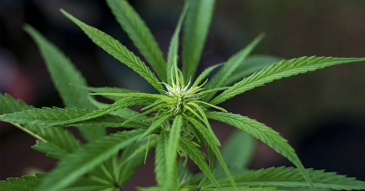 New Analyses Suggest Cannabis Offers No Proven Relief for Anxiety, Depression