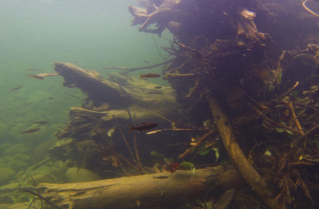 An underwater view of a submerged logjam in a river, showing tangled logs and woody debris that form shelter for small fish visible swimming among the branches. The water is murky green with limited visibility from suspended sediment.