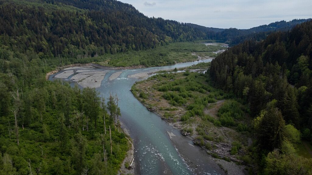 An aerial view of the Elwha River winding through a forested valley, its turquoise water cutting between wide gravel bars and patches of exposed sediment. Thick coniferous forest covers the hills on both sides, and the river channel spreads across a broad, rocky floodplain.
