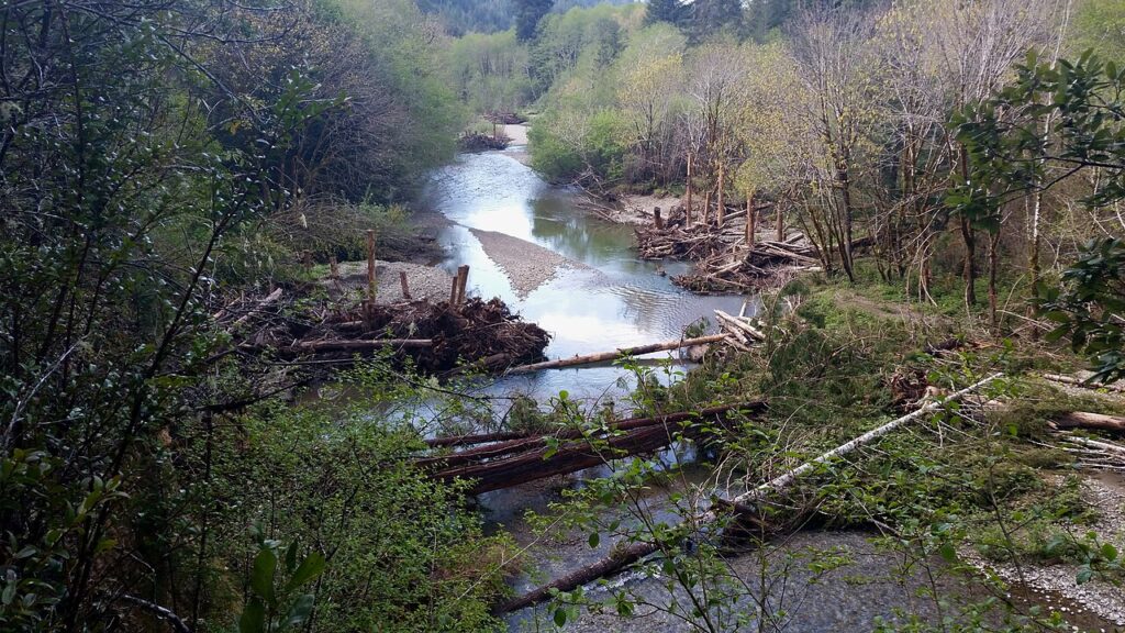 Engineered logjams made from fallen trees and cut logs line the banks and partially span the channel of a river, slowing the current and creating pools. The surrounding vegetation is lush and green, with new growth visible along the banks.