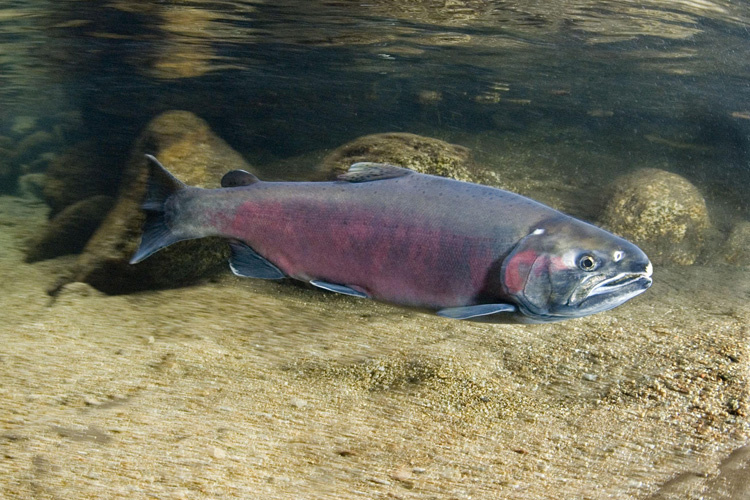 An underwater close-up of a coho salmon near the riverbed during spawning season. The fish has a dark greyish-purple back fading to a reddish-pink belly, with a hooked jaw and slightly worn appearance.