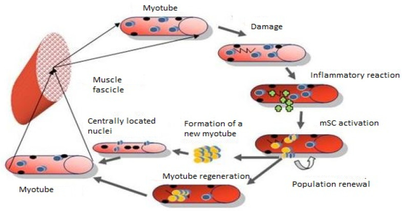 A scientific diagram showing the cycle of skeletal muscle regeneration after injury. It begins with a healthy myotube within a muscle fascicle, which then sustains damage and triggers an inflammatory reaction. This leads to muscle satellite cell activation, population renewal, myotube regeneration, and the formation of a new myotube with centrally located nuclei, completing the repair cycle back to a functional myotube.