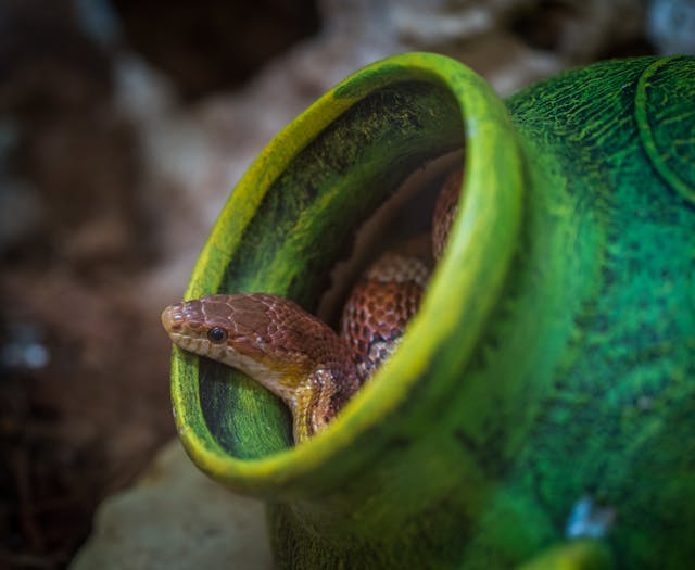 snake in vase