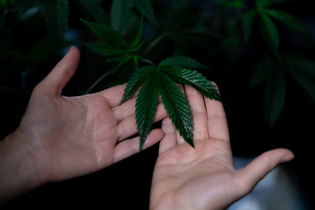 hand holding cannabis leaf