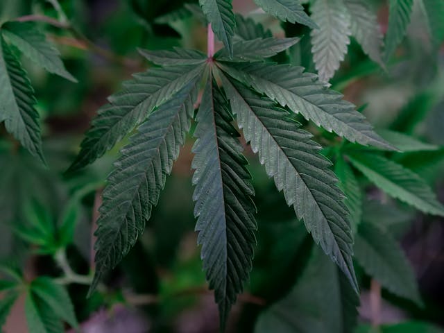 cannabis leaf