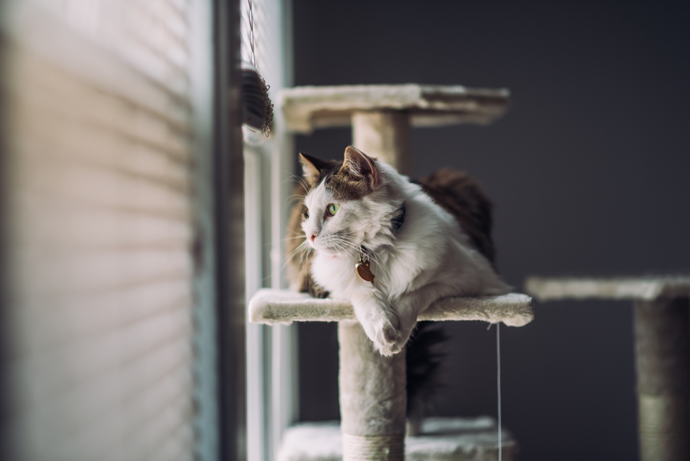 Adult cat sitting on structure looking out a window