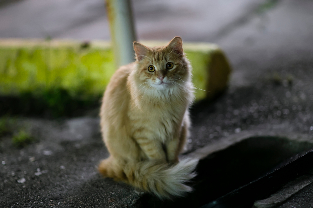 Stray orange tabby cat at the street