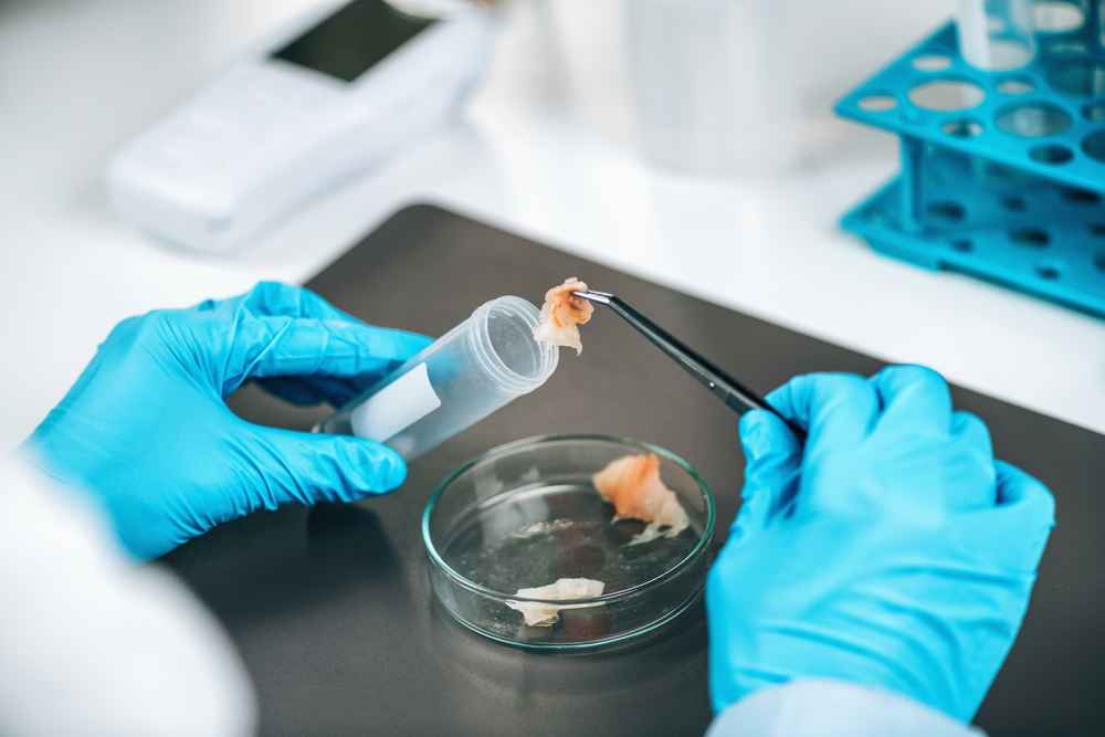 Food safety and quality control - testing of sea fish. Laboratory technician separating fish sample into test tubes searching for presence of pathogens in raw fish meat sample.