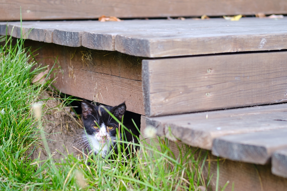 A homeless sick cat hides in a shelter in the grass from people, pet problems
