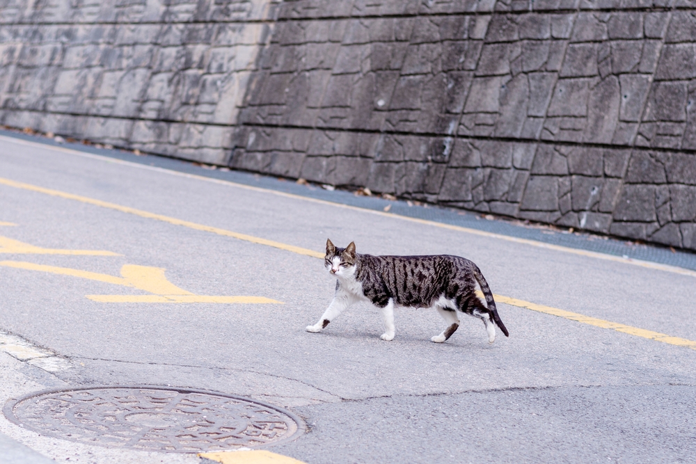 wild cat on the road