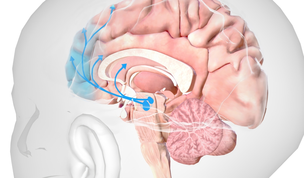 The dopaminergic pathway mostly involved in reward is the so-called mesolimbic system, 3D rendering