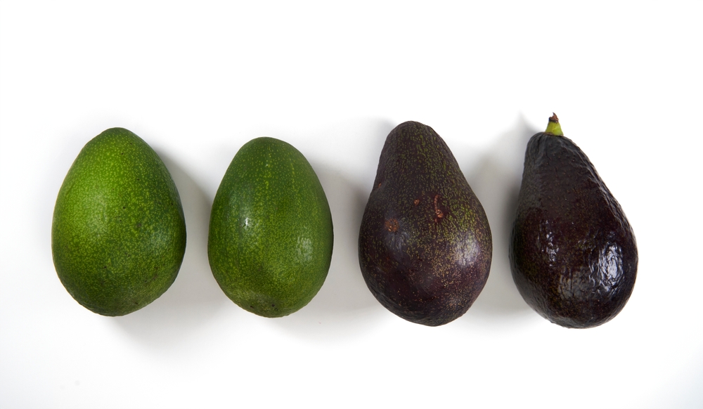 The process of fruit ripening. Avocados isolated from green to ripe over a white background