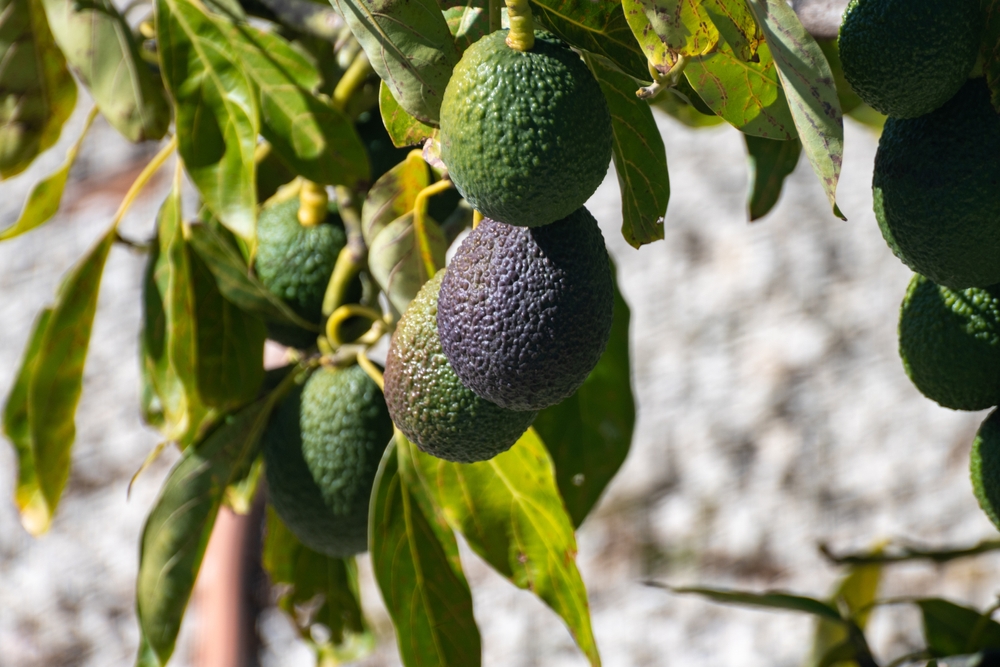 Fresh harvest in the fields of avocado trees on the island of La Palma, Canary Islands, Spain, ripe avocado fruits hanging on the tree