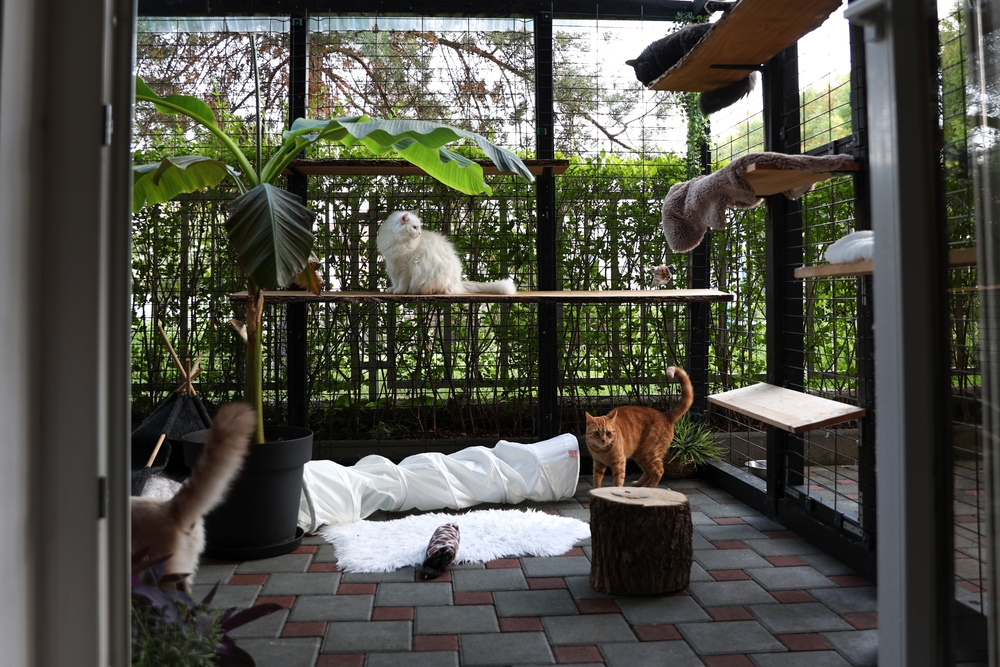Cute Ragdoll Kitten with Blue Eyes Resting in Outdoor Cat Box