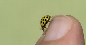 What Does It Mean If You See a Yellow Ladybug Yellow lady bug on tip of finger