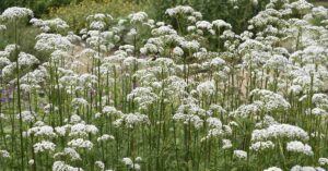 Field of wild plants, featuring Valerian (Valeriana officinalis), a perennial herbaceous plant known for its medicinal uses.
