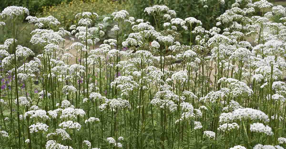 ‘Nature’s Valium’: Examining the Evidence Behind Valerian’s Claims for Anxiety and Sleep