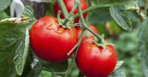 Close up of 3 ripe red tomatoes on a vine