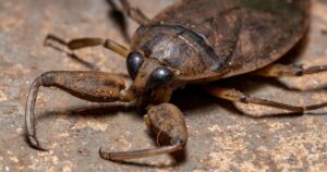 7 Things You Didn't Know About the Giant Water Bug (Toe-Biter) Adult Giant Water Bug of the Genus Lethocerus