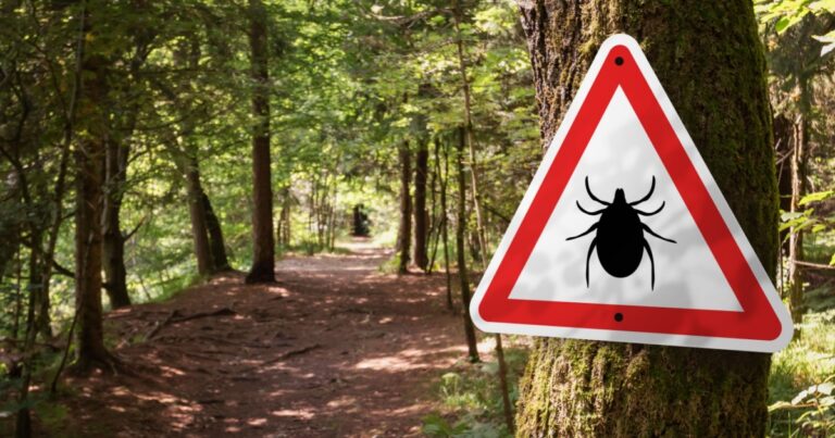 US States Where ER Visits for Tick Bites Are Spiking - Featured image