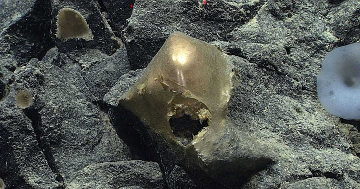 Mysterious “Golden Orb” Found Off The Coast Of Alaska Finally Identified