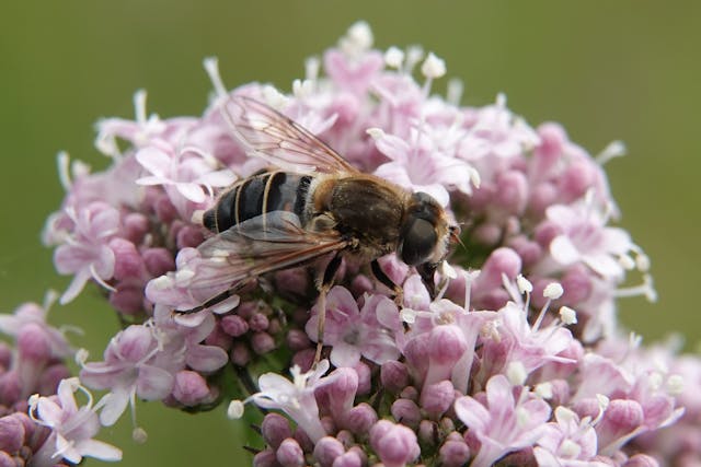 Bee on a valerian plant