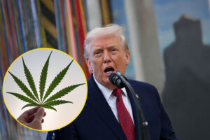 Trump Just Reclassified Marijuana. What It Means For You President Trump and a cannabis / marijuana leaf. Marijuana reclassification and politics concept