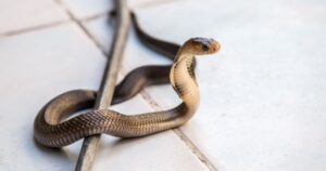 snake