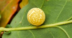 Oak leaf gall found growing on the underside of an oak leaf. Produced by the gall wasp to enclose the developing larvae.