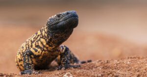 How Science and Deadly Venom Helped Make Ozempic a Reality Gila monster