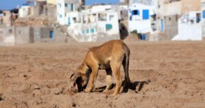 Outrage Grows As Activists Warn Of Large-Scale Dog Killings Before World Cup 2030 Stray dog scavenging pieces of food from the beach in Tifnit fishing village in Sous-Massa region of Morocco. Atlantic coast.