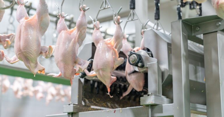 US Chicken Banned in the EU Since 1997, So Why Do We Still Eat It? - Featured image