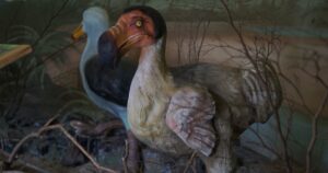 Magelang, Indonesia 05 November 2024; The Dodo bird or Raphus cucullatus is an extinct flightless bird, this bird lives on the island of Mauritius located in Madagascar.