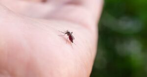 States That Are Going to Have the Worst Mosquito Problems in 2026 (Ranked) Aedes aegypti mosquitoes on human hand
