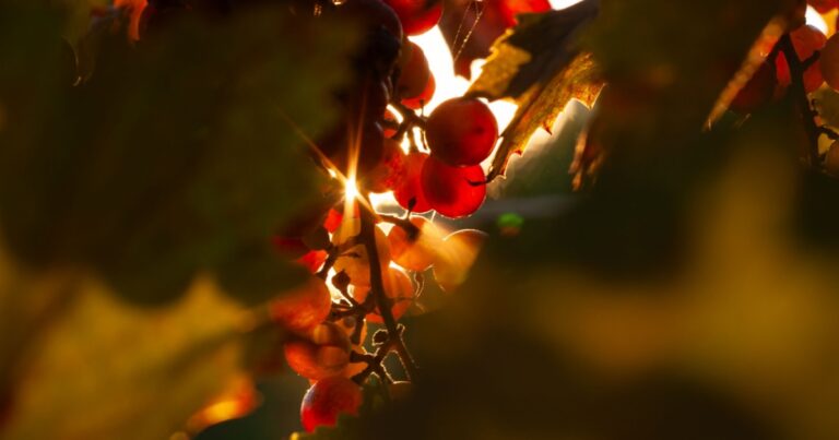 Food and Sun Protection: How This Fruit May Help and What the Research Shows - Featured image
