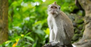 10 Bizarre Insurance Claims Were Actually Paid — Here's What Happened Long-tailed or crab-eating macaque. Ubud Monkey Forest. Bali, Indonesia.