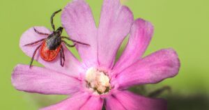 Macro shot of a tick on a vibrant pink flower against a green background.