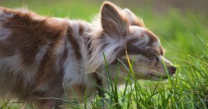 These 6 Animals Can Sniff Out Cancer and Other Diseases in Humans Cute Chihuahua puppy enjoys a sunny day exploring grass outdoors.